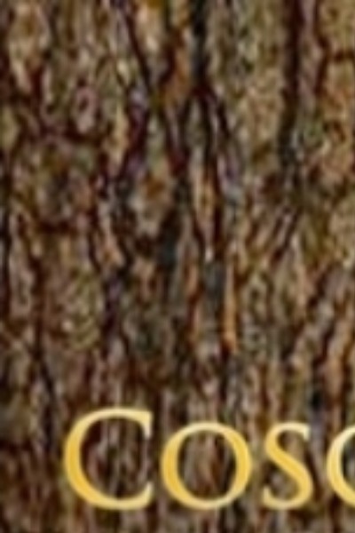 Coscar Chronicles: Insert Title Here