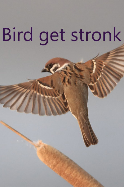 Sparrow Ascension [Xianxia] [Doesn't Turn Human]