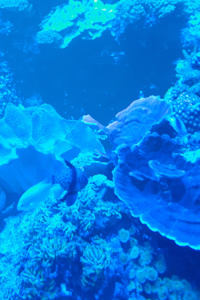 Cry of the Mer Extras