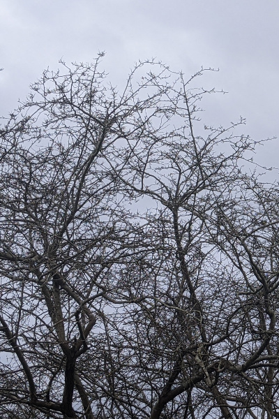 All Hail The Onion King