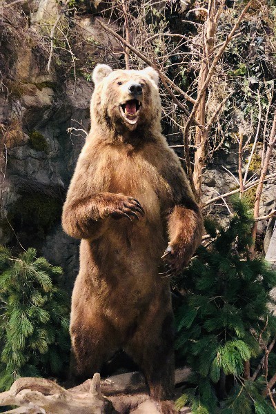 [Bear]ly Appropriate