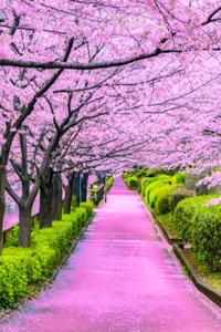 The Road Only I Can Go