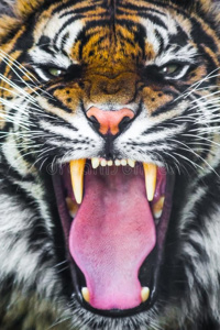 The Color of Predation