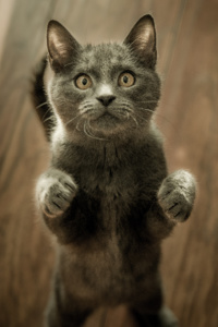 Bob and the talking cat Daily Life