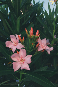 Predating Oleander