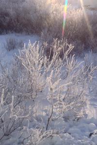 Dreams of a Fire Hawk