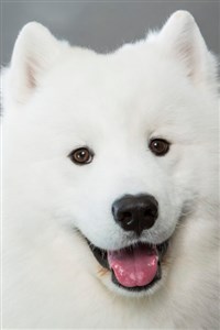 IQ 100+ Samoyed
