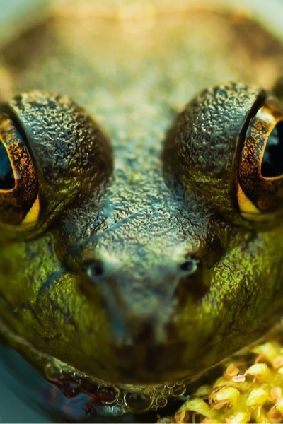 A Frog Back In Water - Yu-Gi-Oh DM