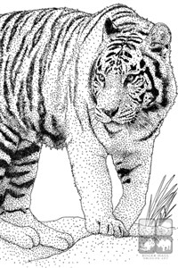 Reincarnated as a White Tiger