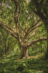 Natalia Nocte and the Arcadia Academy