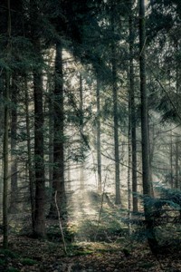 Forever Online - Wanderer