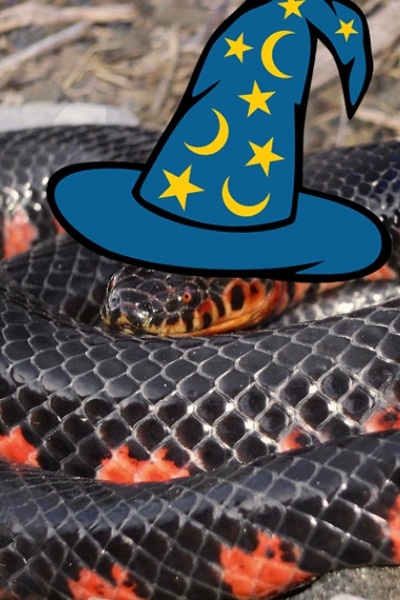 Farancia Abacura [HP fanfic]