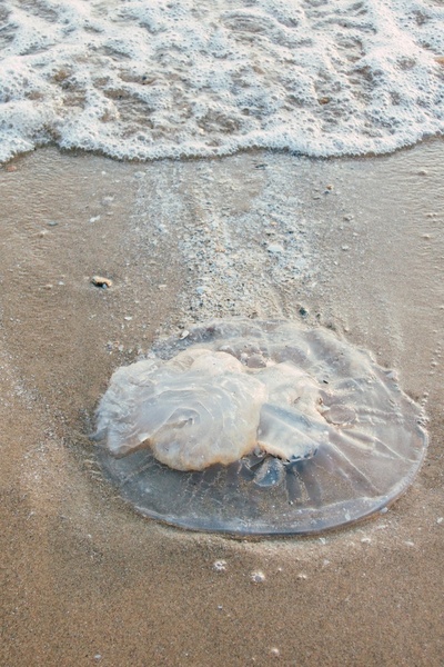 The Beach, The King and His Concubines
