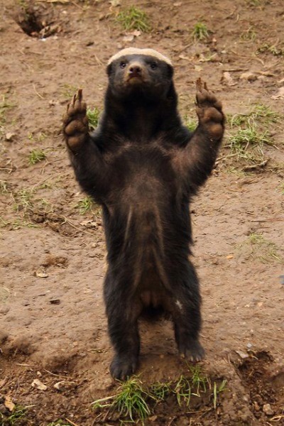 Honey Badger's Ascension (Species Evolution Progression Story)