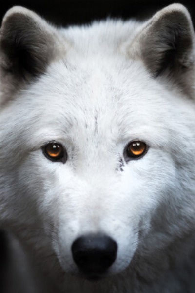 Jujutsu Kaisen: Becoming the strongest as Yuji Itadori