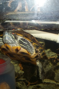 Ah crap, I'm a Noble's Daughter