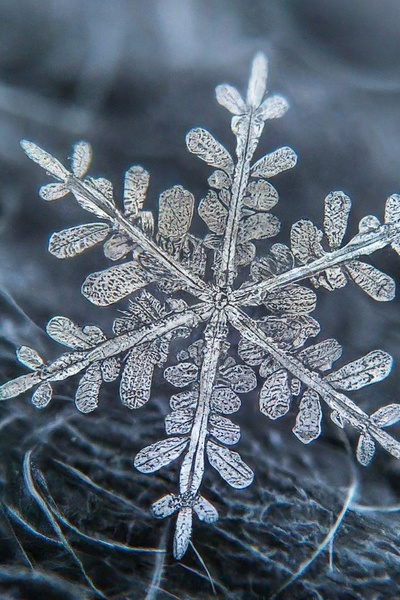 Snowblind (Pokémon/OC)