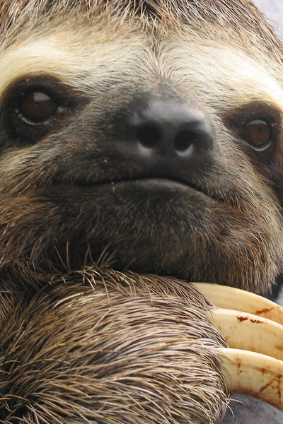 Rest In Peace (A Pokemon Fanfiction)