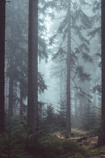 Bones In The Trees And Other Dreadful Tales